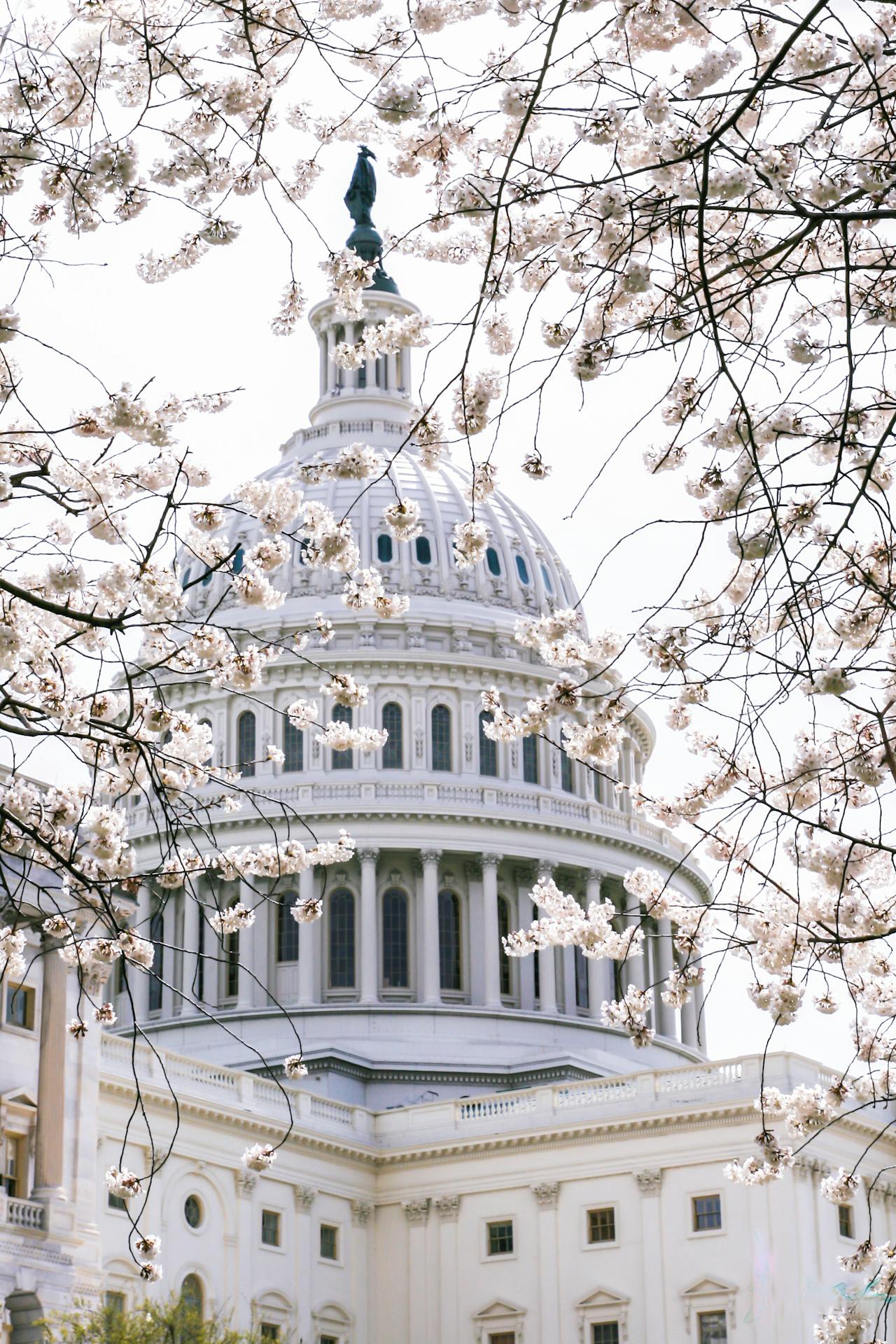 The US Capitol in spring Photo by Lea Bonzer/pexels.com